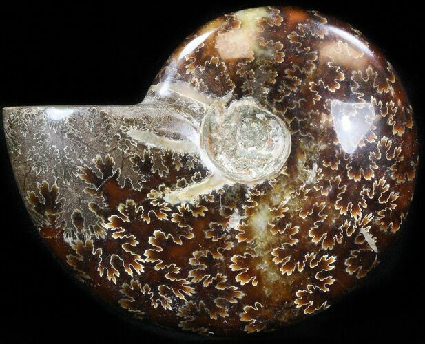 Cleoniceras Ammonite Fossil - Madagascar #41651